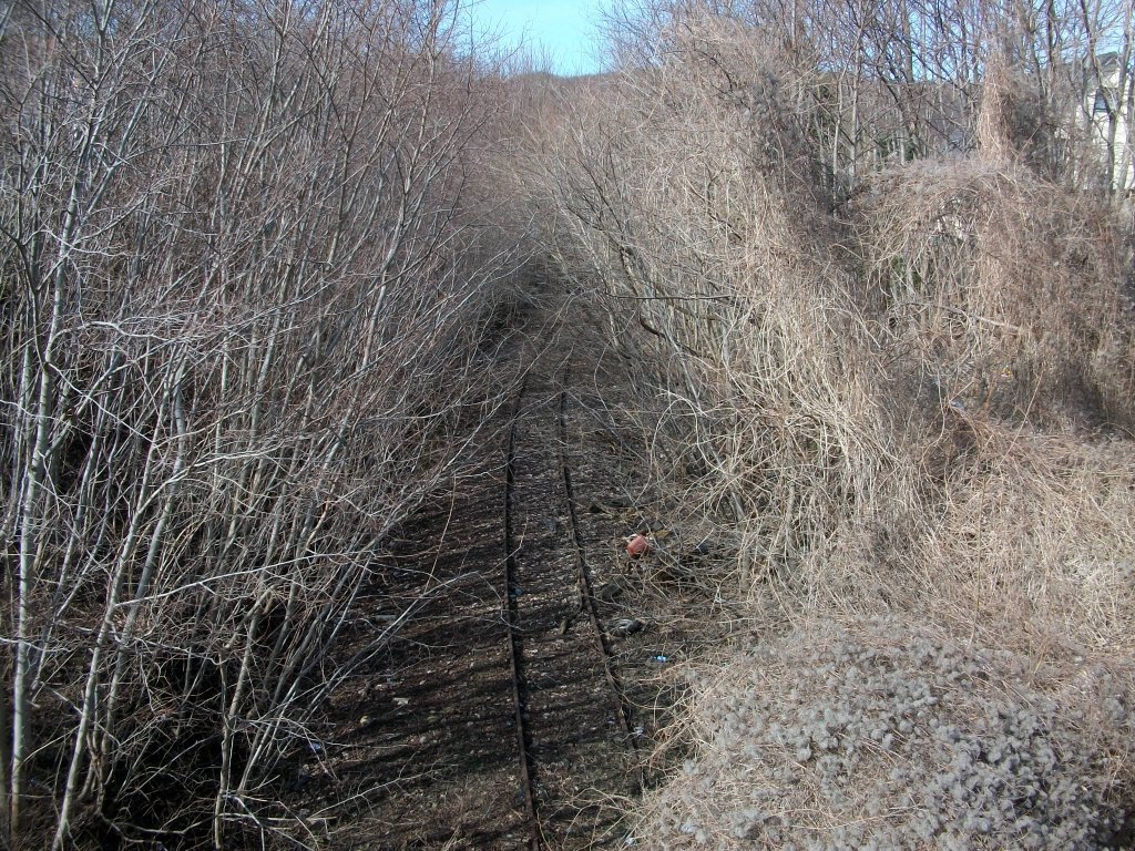 Teilweise zugewachsen so ist der Zustand der ehmaligen Steilstrecke zwischen Sassnitz Hafen und dem oberen Bahnhof.Aufnahme vom 31.Mrz 2010.
