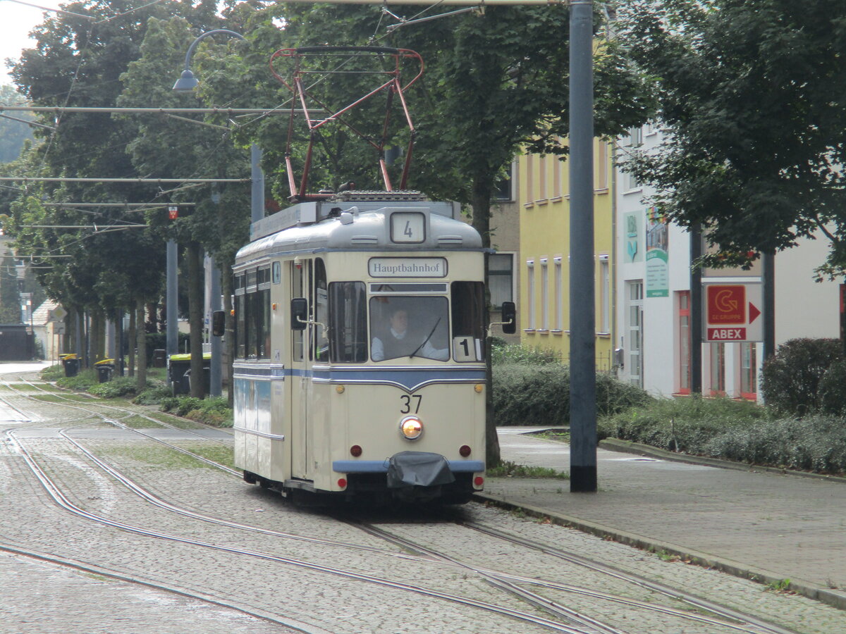 Kurz vor der Endstation  Hauptbahnhof  bekam ich die  Wilde Zicke  mit dem Tw 37,am 30.August 2021,in Naumburg vor die Linse.