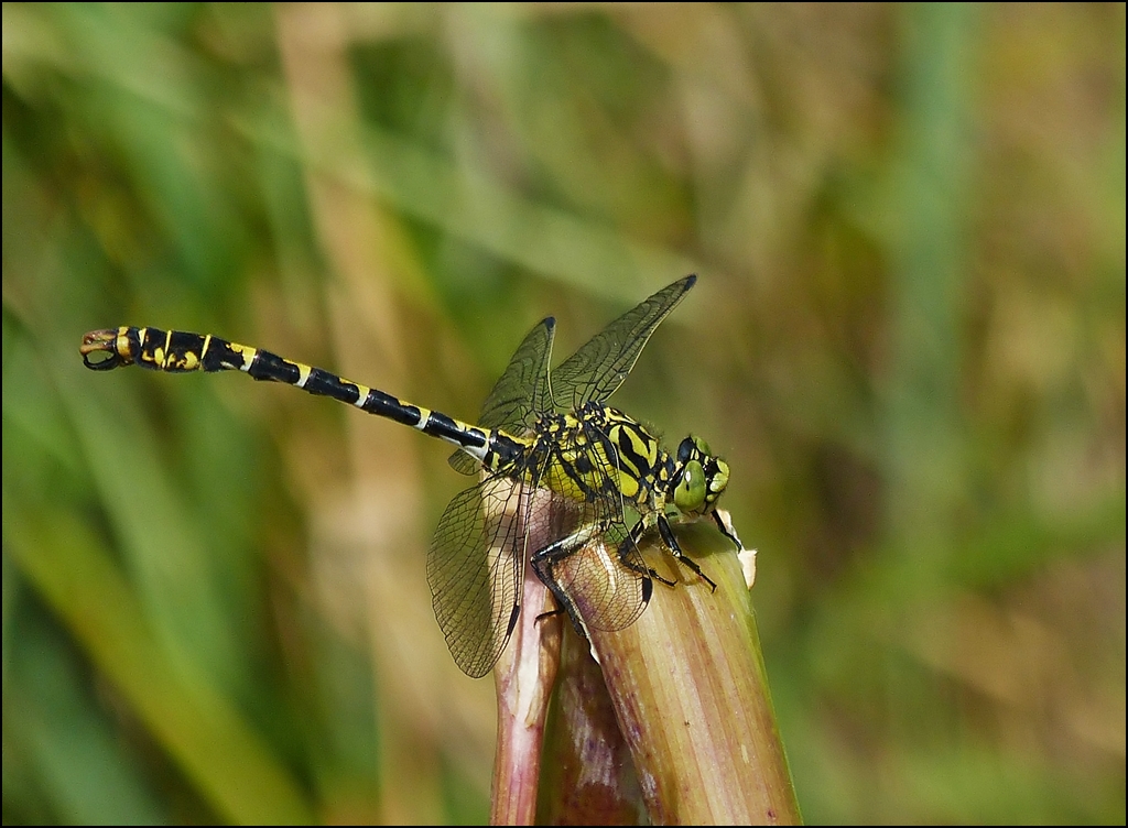 . Fotomodell: Blaugr�ne Mosaikjungfer (Aeshna cyanea). 16.07.2013 (Hans) 