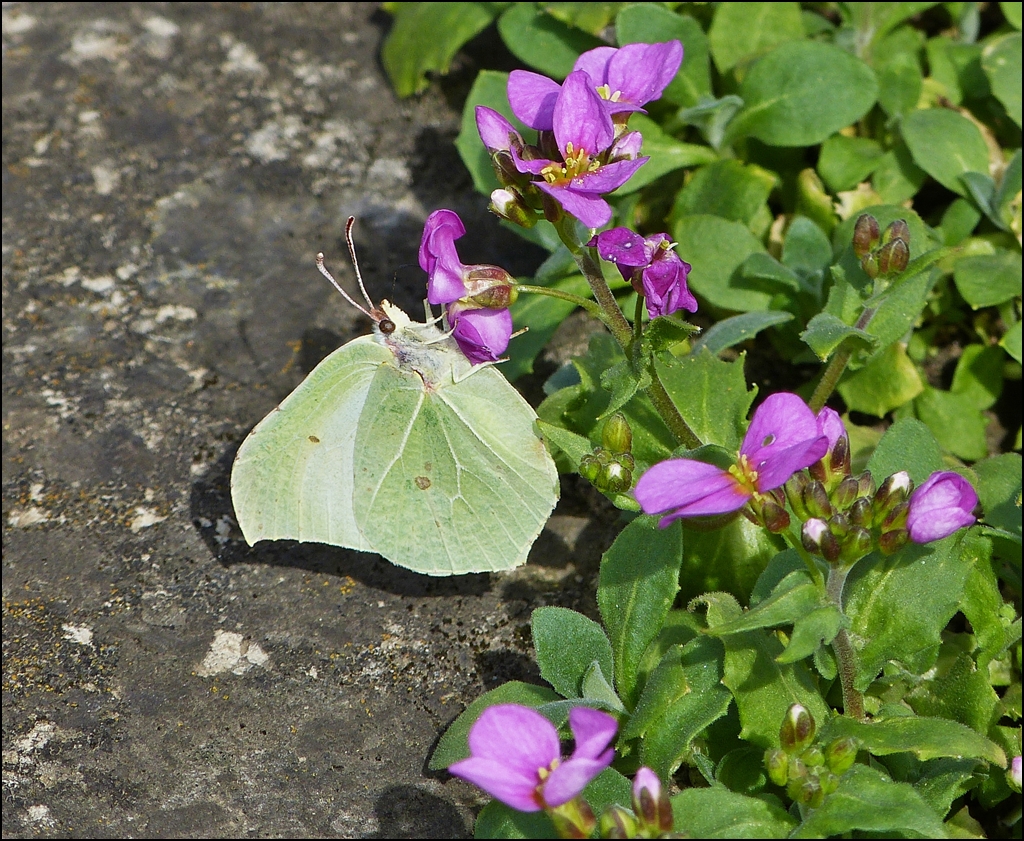 . Fr�hling 2013 - Zitronenfalterweibchen (Gonepteryx rhamni). 17.04.2013 (Jeanny)