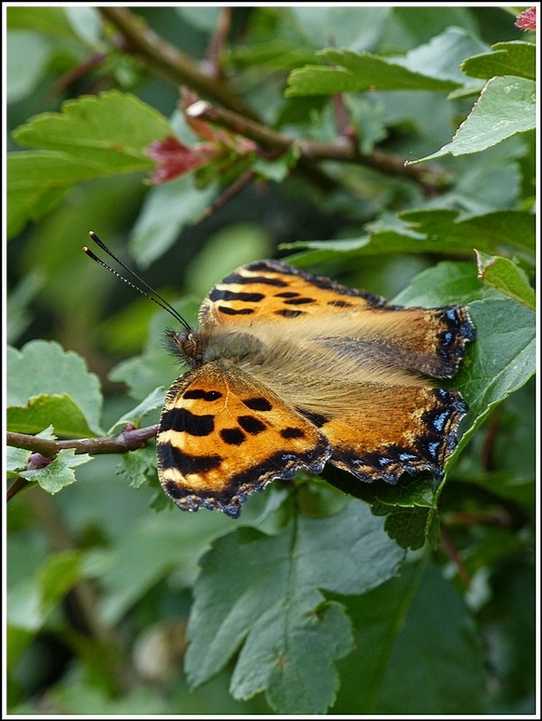- Papillon Modenschau - 26� im Schatten, recht windig, aber die Frisur des kleinen Fuchses (Aglais urticae) sitzt. 07.07.2012 (Jeanny)