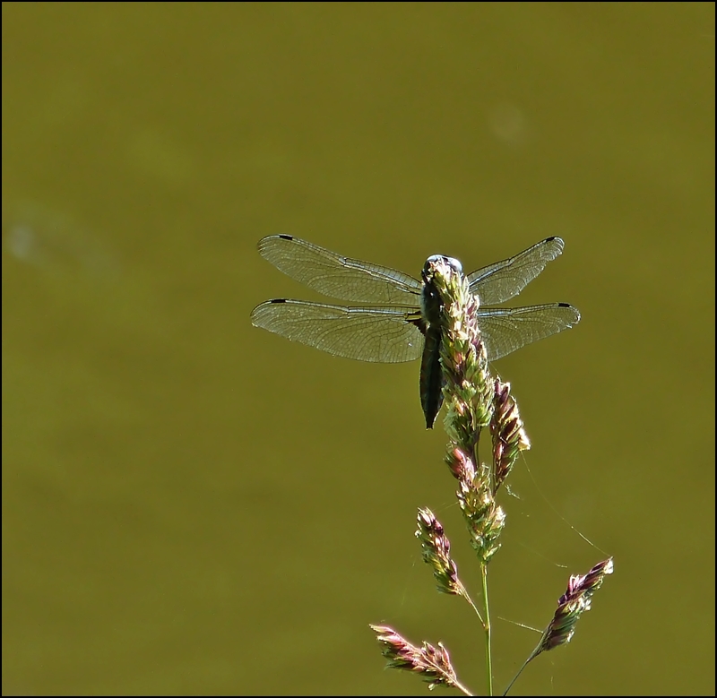 . Schaukeln im Wind. 08.07.2013 (Jeanny)