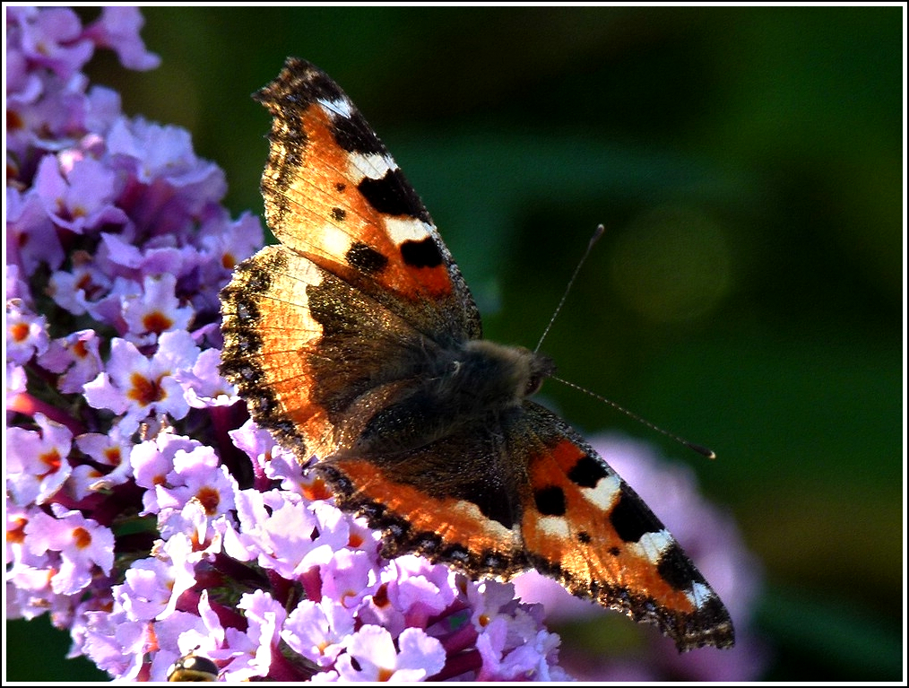 Admiral in K�hlungsborn. 25.09.2011 (Jeanny)