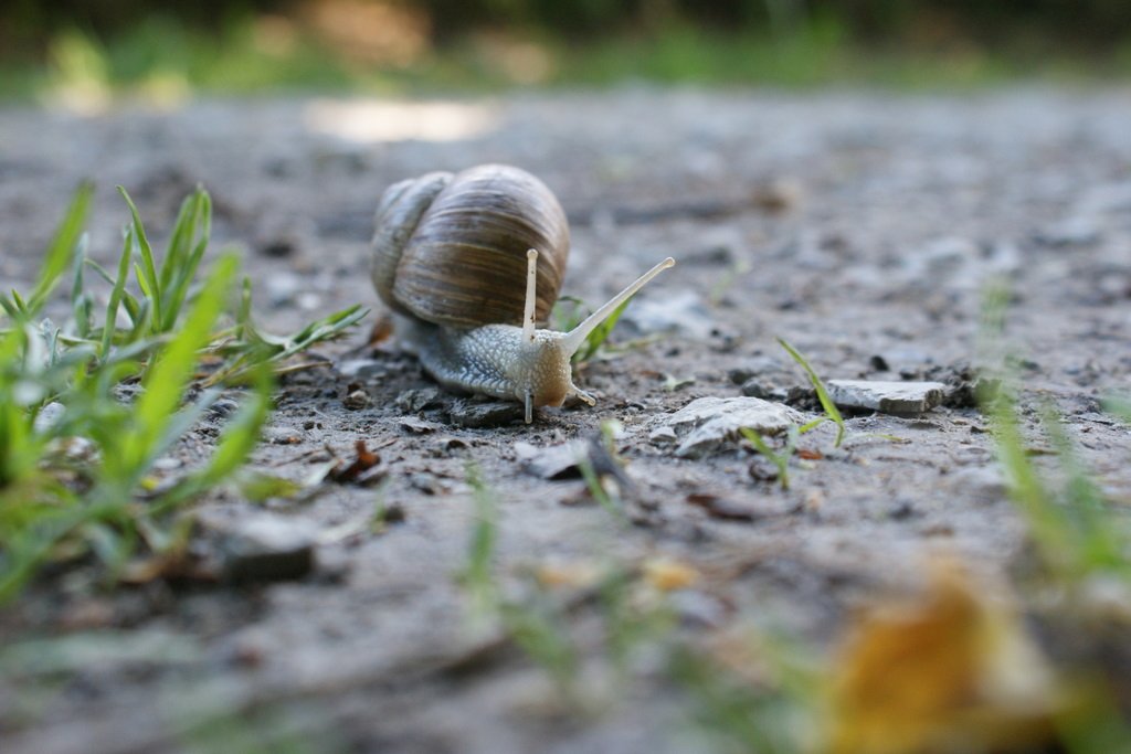 An einem schattigen Pl�tzchen an diesem hei�en Tag konnte ich mir viel (Belichtungs)-Zeit lassen um die heranschleimende Schnecke in aller Ruhe aufs Bild zu bahnen. Blonay, 5. Juni 2010