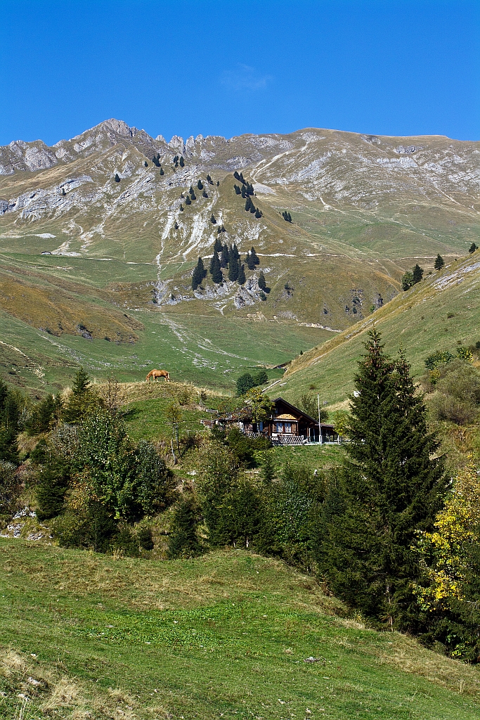 Bienzer Planalp (1346 m �. M) am 01.10.2011, ein Blick Bergauf.