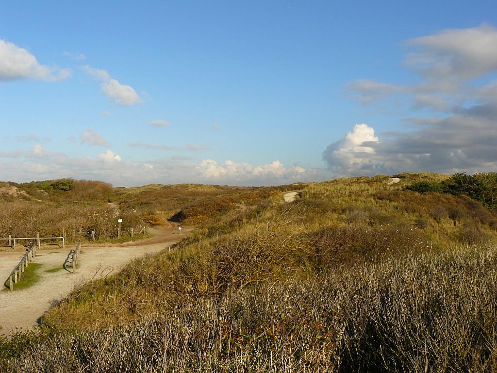 Dne bei Noordwijk am 11-11-2012. Duinen bij Noordwijk 11-11-2012. 