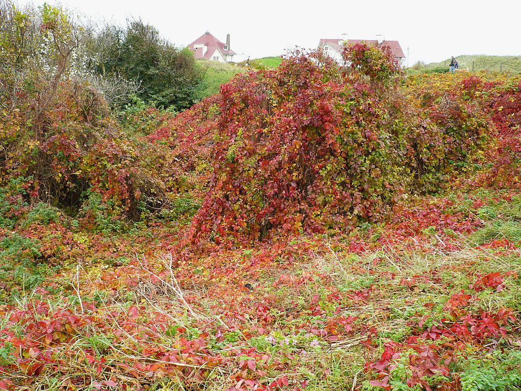 Dne in Herbstfarbe Noordwijk am 30-09-2012.

Duinen in herfstkleuren. Noordwijk 30-09-2012.