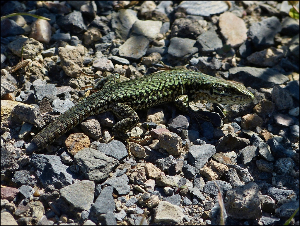 Eidechse in gr�n. 07.09.2012 (Jeanny)