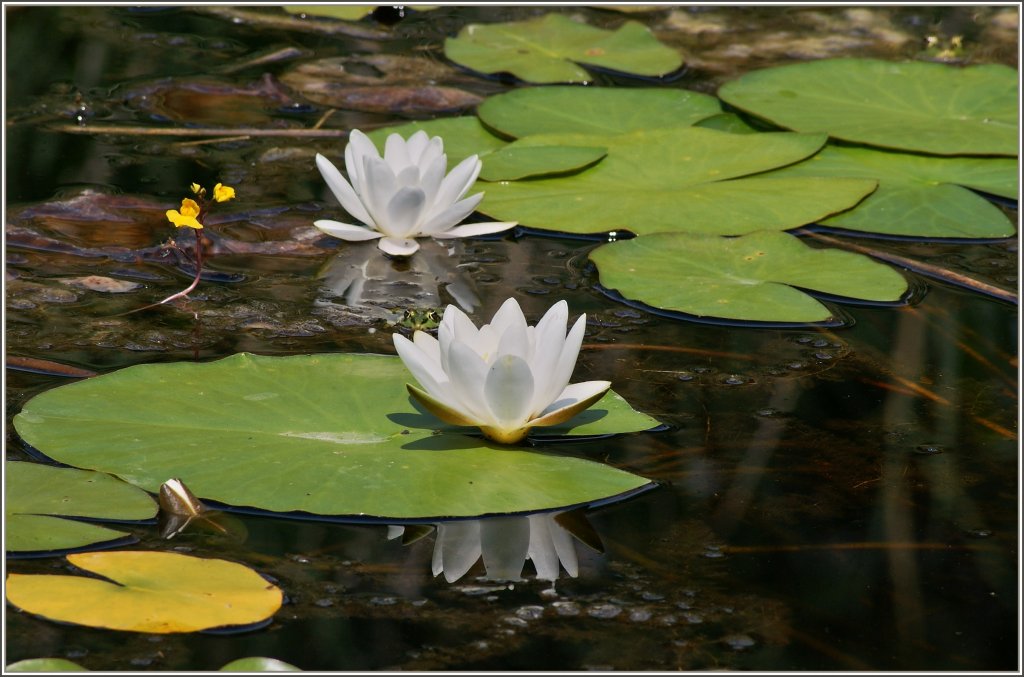 Ein Frosch spielt verstecken: Kuckuck wo bin ich? 
(01.07.2011)