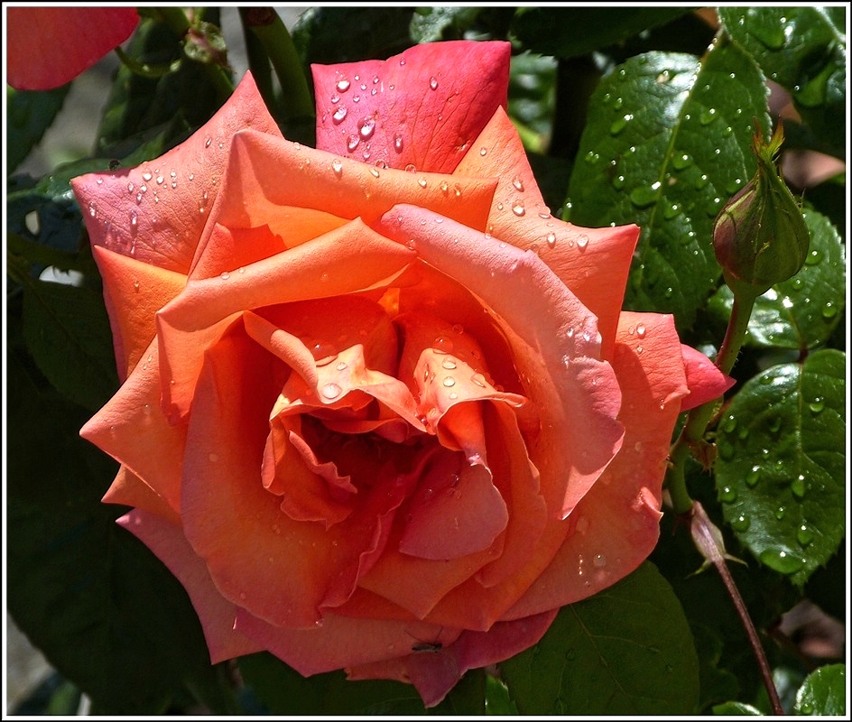 Ein Lichtblick f�r unsere Rosen. 10.07.2012 (Jeanny)