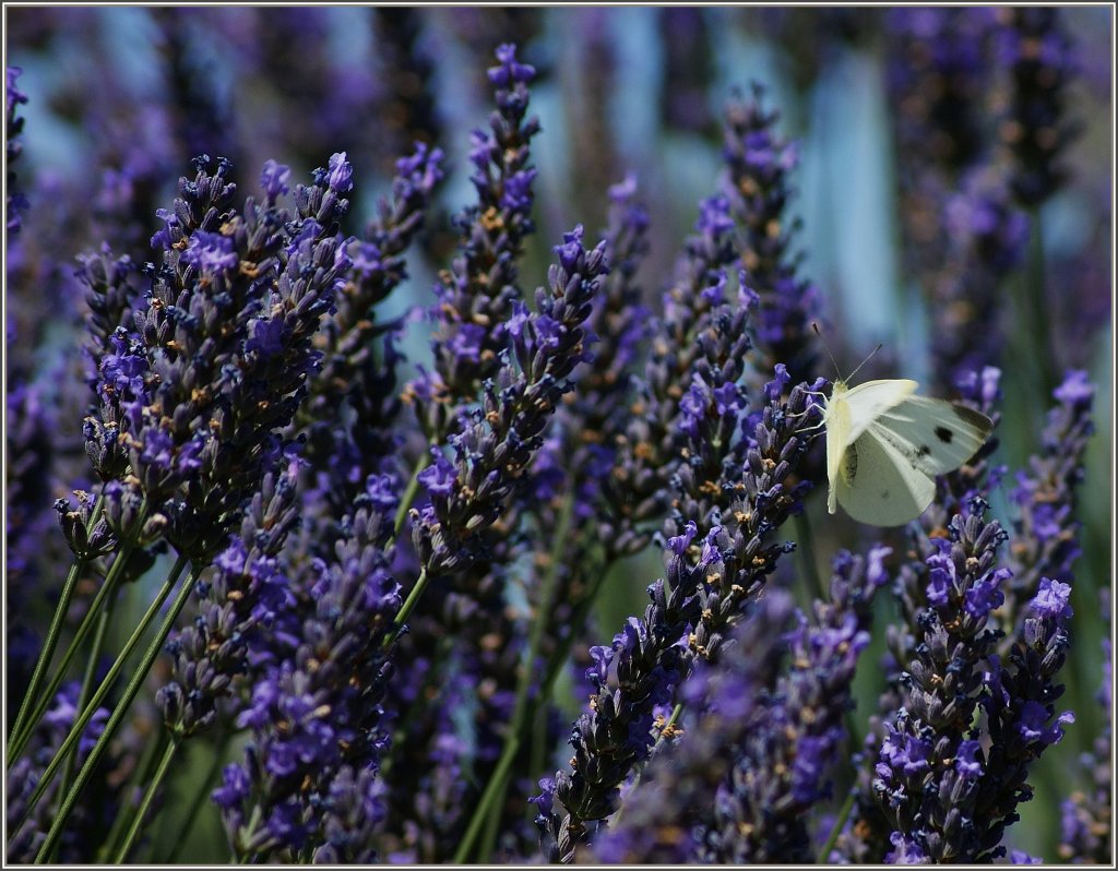 Ein Schmetterling im Schlaraffenland.
(04.07.2011)