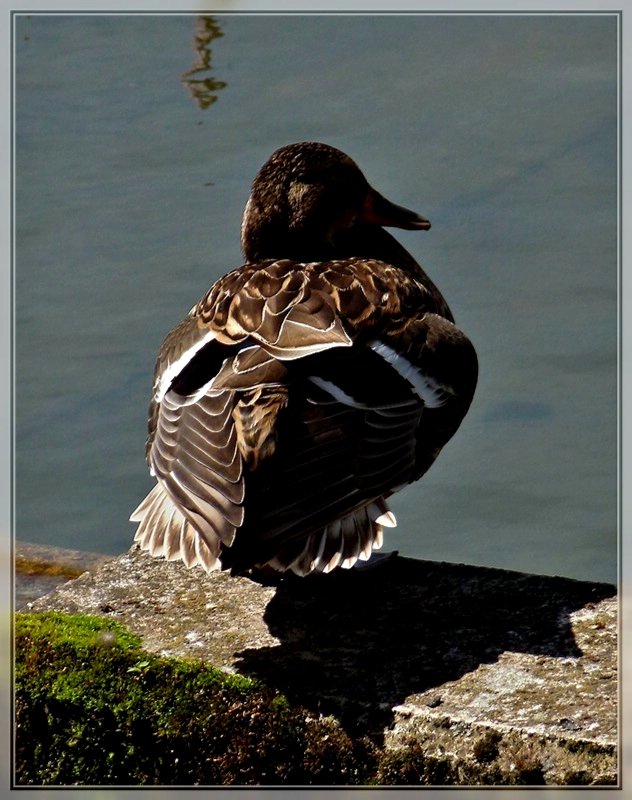 Ein sch�ner R�cken kann auch entz�cken. 29.05.2011 (Jeanny)