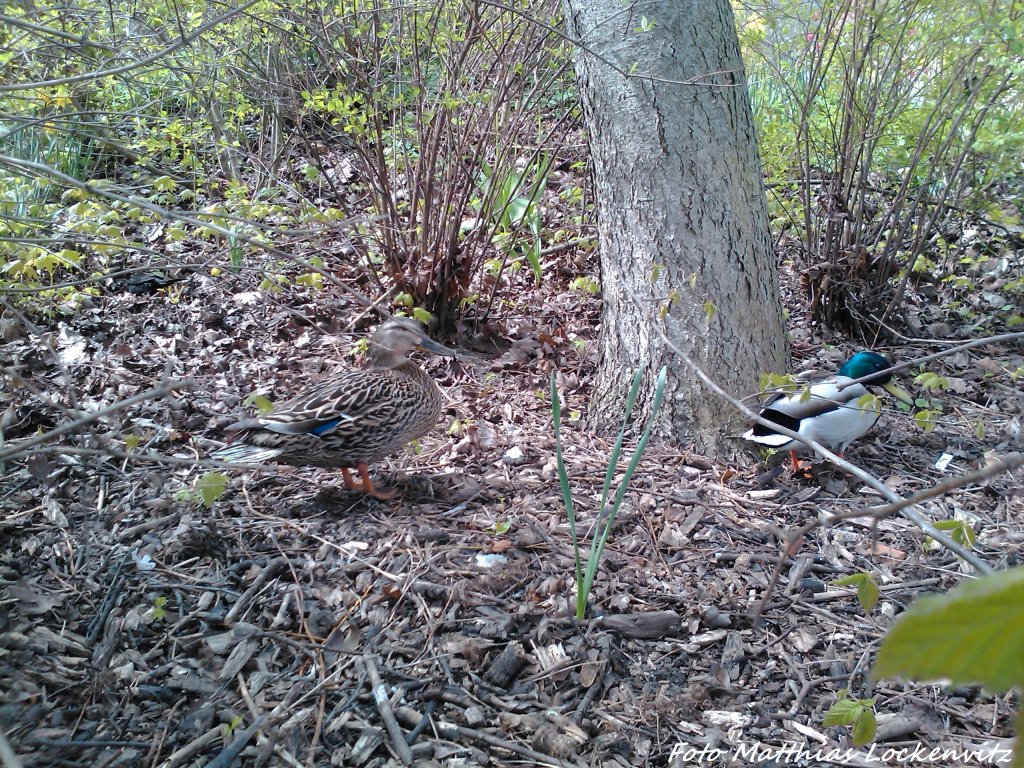 Enten am Frankendammteich in Stralsund am 2.5.13