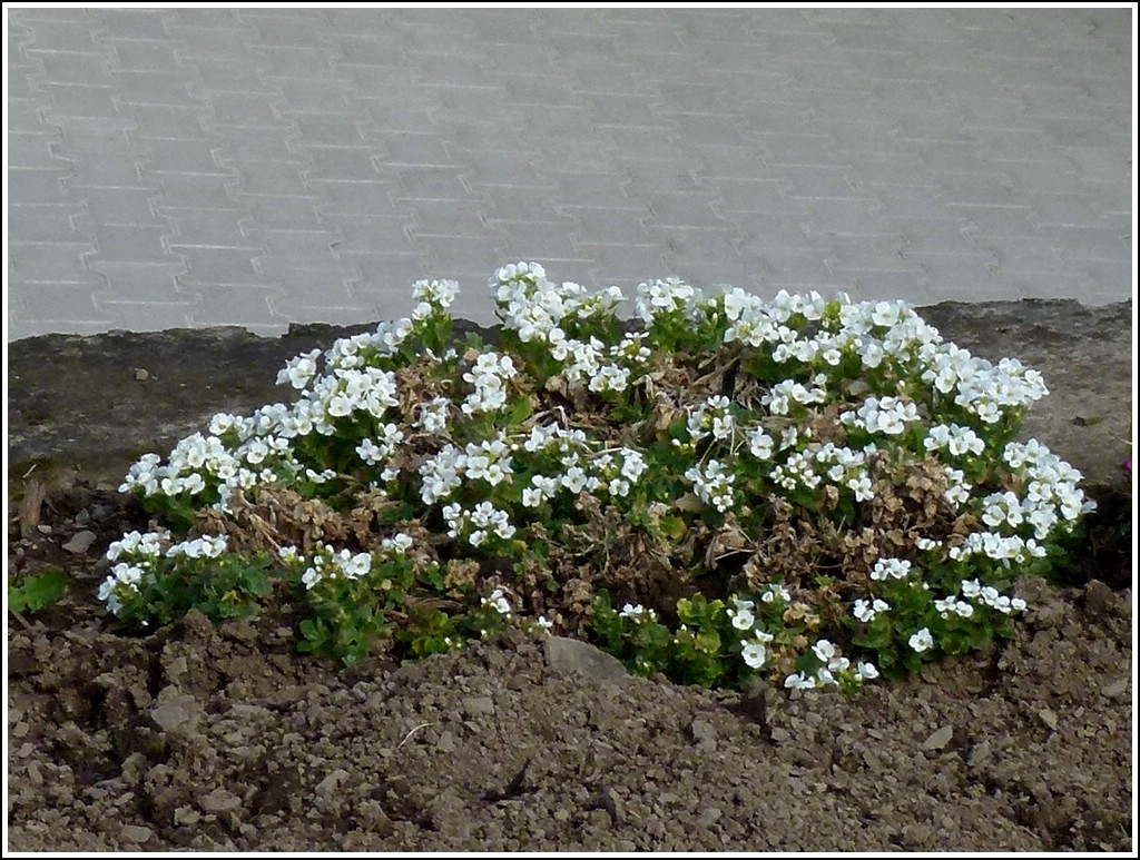Es gr�nt und bl�ht in unserem Garten. 04.04.2012 (Zo�)
