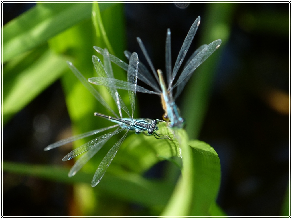 Fl�gel. 09.08.2012 (Jeanny)