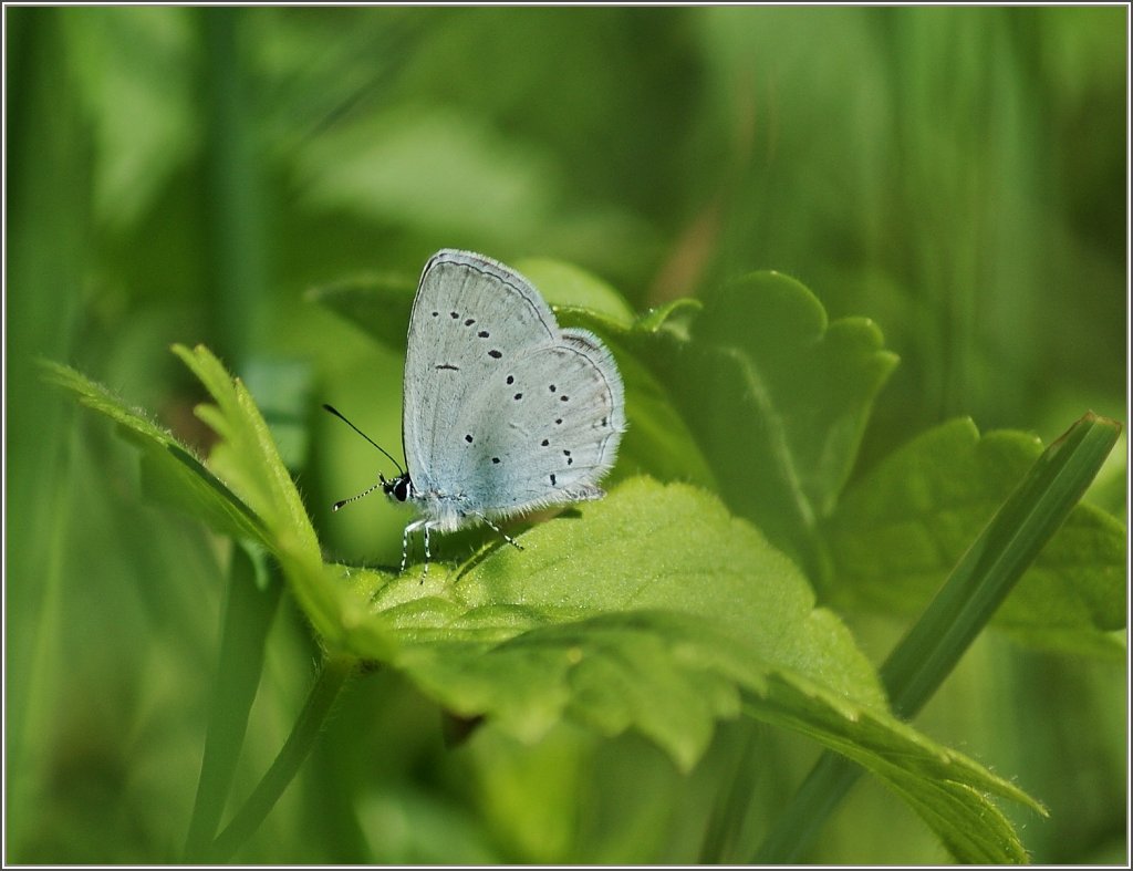 Fotografiert auf unserer Nachbarswiese: ein Schmetterling Namens Bl�uling.
(31.07.2012)