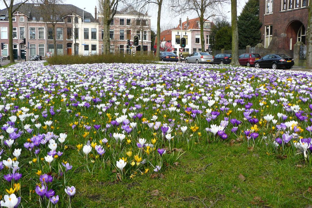 Frhlings-Krokusse Burggravenlaan, Leiden, Niederlande 12-03-2011. Krokussen Burggravenlaan, Leiden 12-03-2011.