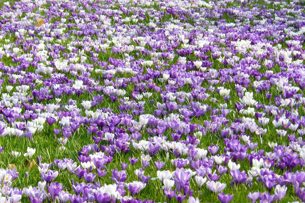 Frhlings-Krokusse in Leiden, Niederlande 12-03-2011.

Krokussen De Sitterlaan Leiden 12-03-2011.