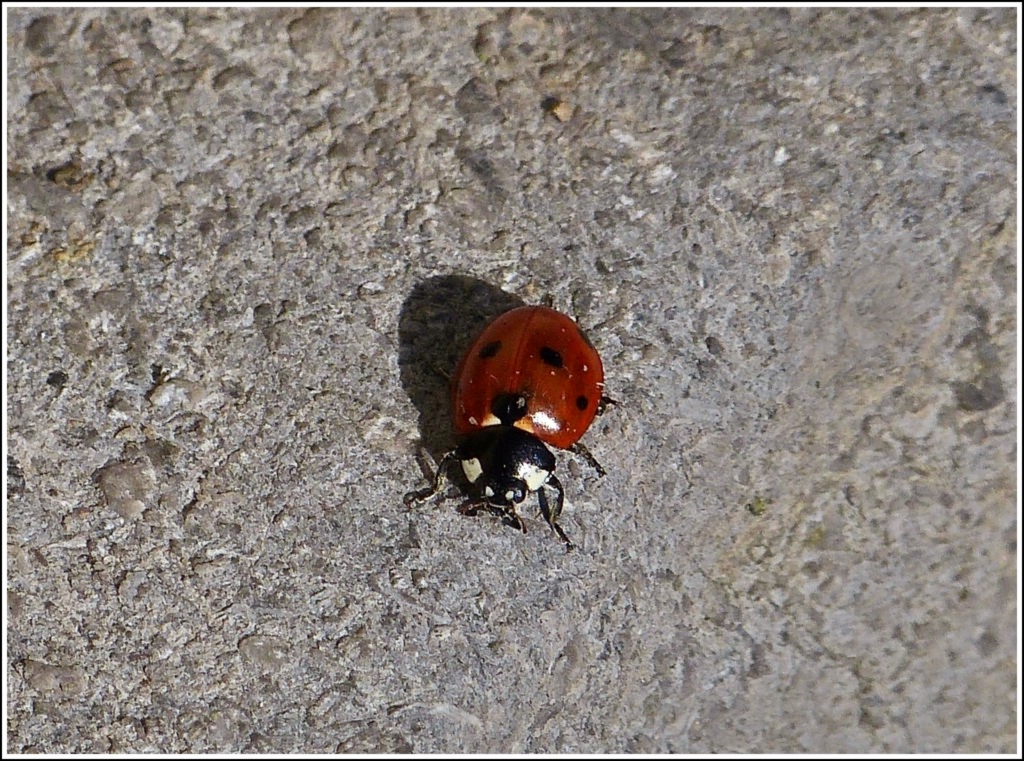 Fr�hlingserwachen (I). 01.03.2012 (Jeanny)