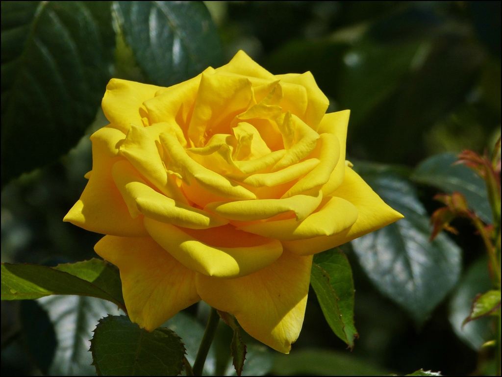 Gelbe Sch�nheit. 25.07.2012 (Jeanny)