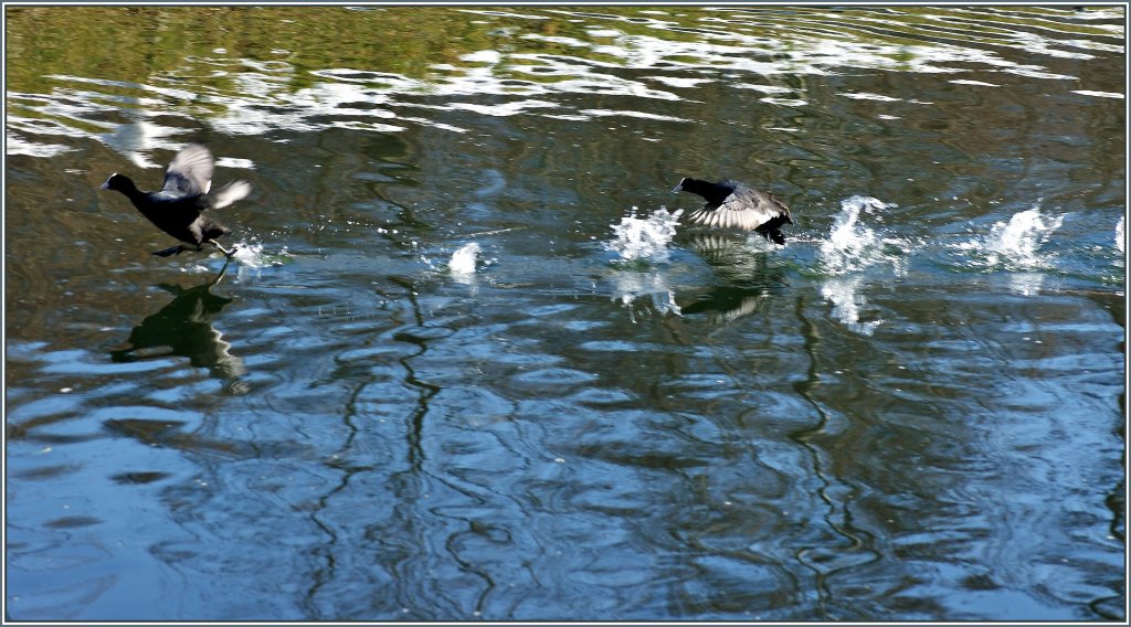  Ich bin schneller , Fr�hjahrssport bei den Wasserv�geln.
(17.02.2013)