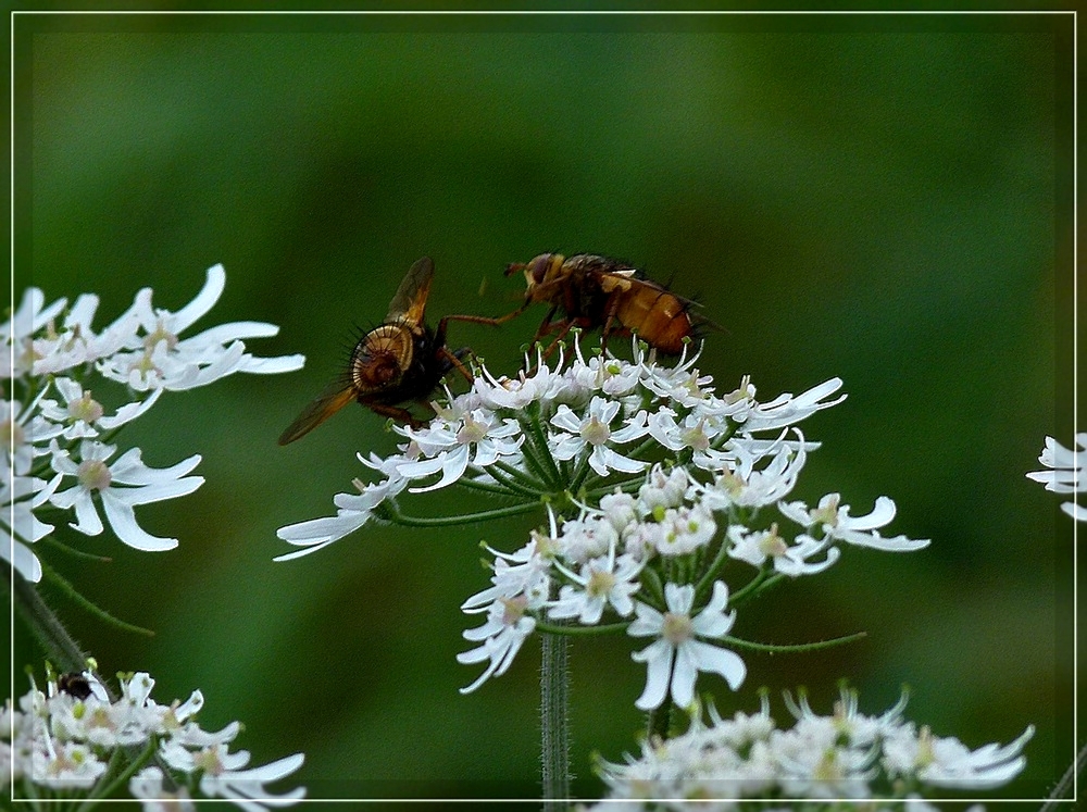 Kampf um den besten Platz auf der Bl�te. 10.09.2011 (Jeanny)