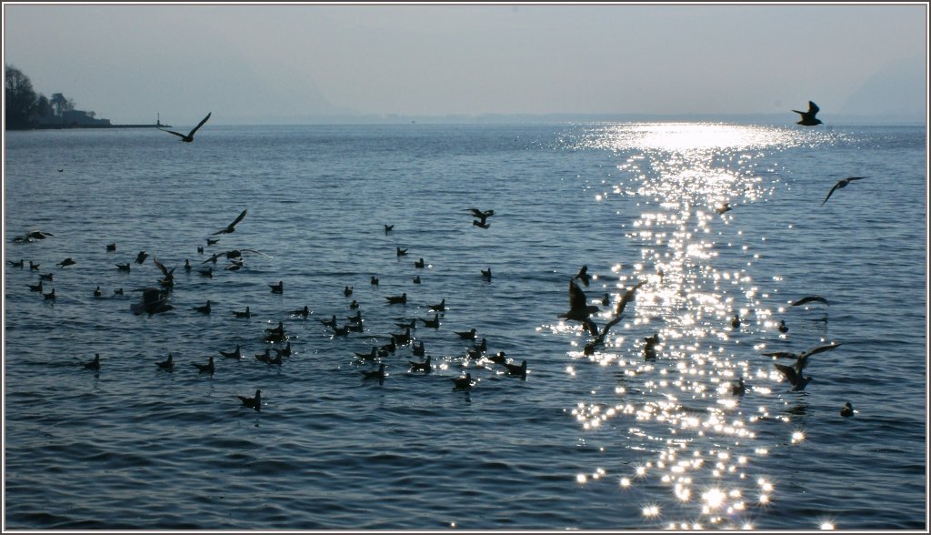 M�wentanz im Sonnenlicht.
(24.01.2011)