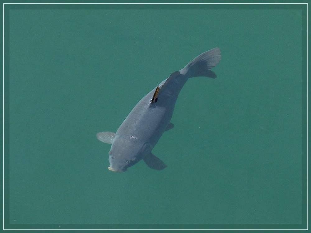 Nur ein Teil der R�ckenflosse schaut heraus. 10.09.2011 (Jeanny)