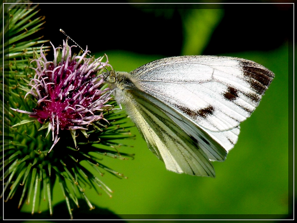 Rapswei�ling. 20.08.2011 (Jeanny)