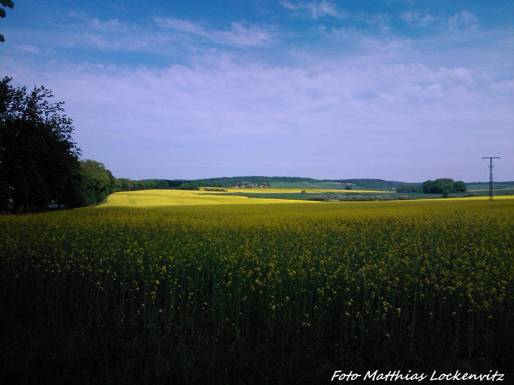 R�gen´s Herrliche Rapsfelder am 24.5.13