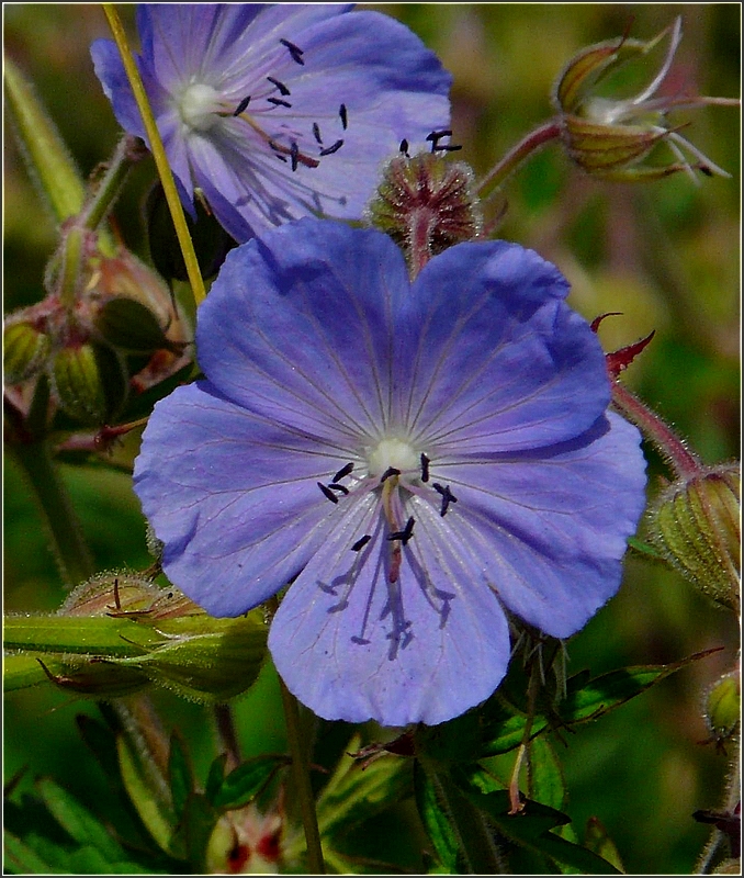 Sch�nheit am Wegesrand. 27.06.10 (Jeanny)