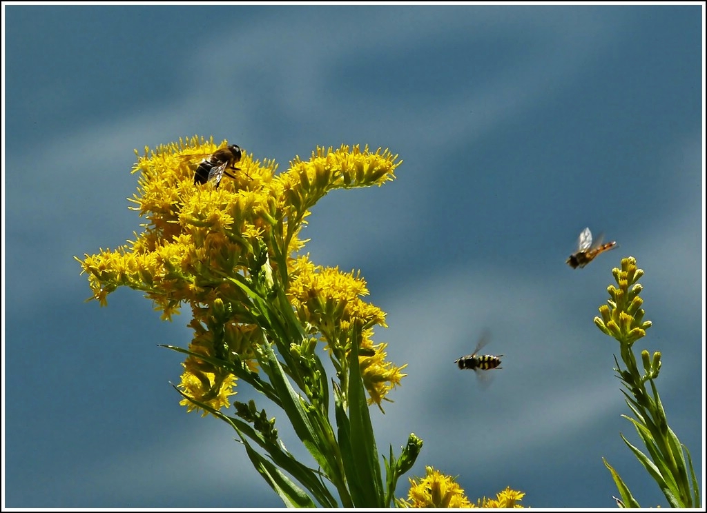 Sommer an der Mosel. 10.08.2012 (Jeanny)