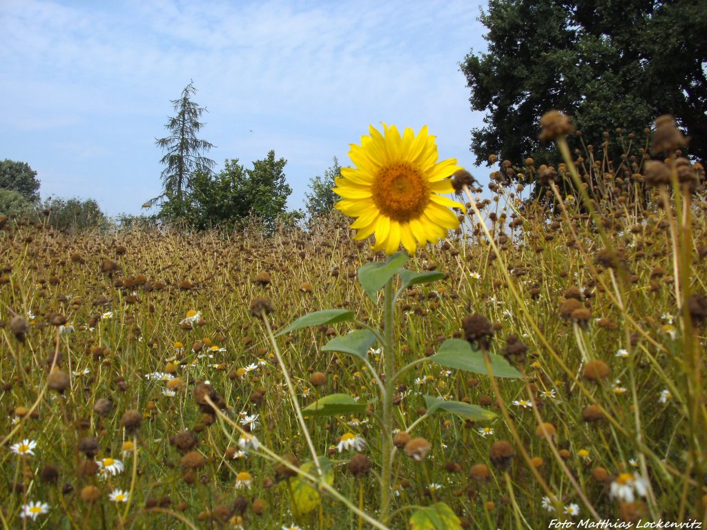 Sonnenblume allein im Hohen Gestrb bei Beuchow am 6.8.13