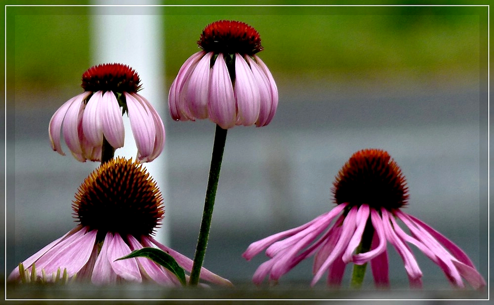 Sonnenh�te. 06.08.2011 (Jeanny)