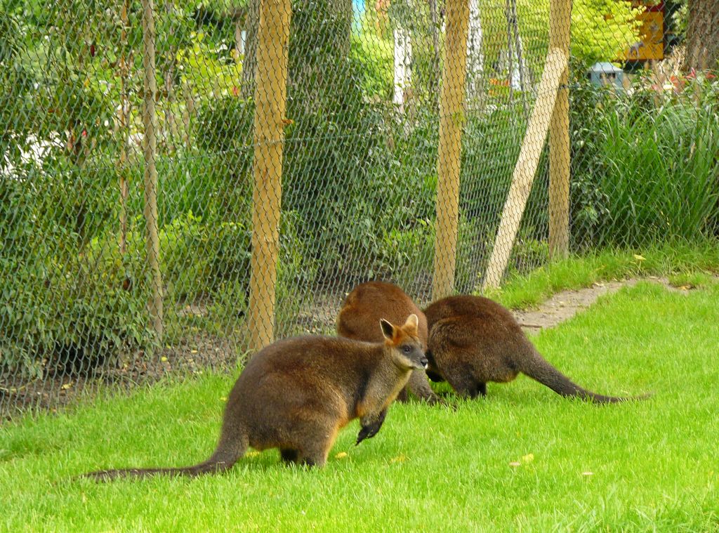 Tiergarten Blijdorp, Rotterdam 12-09-2011. 