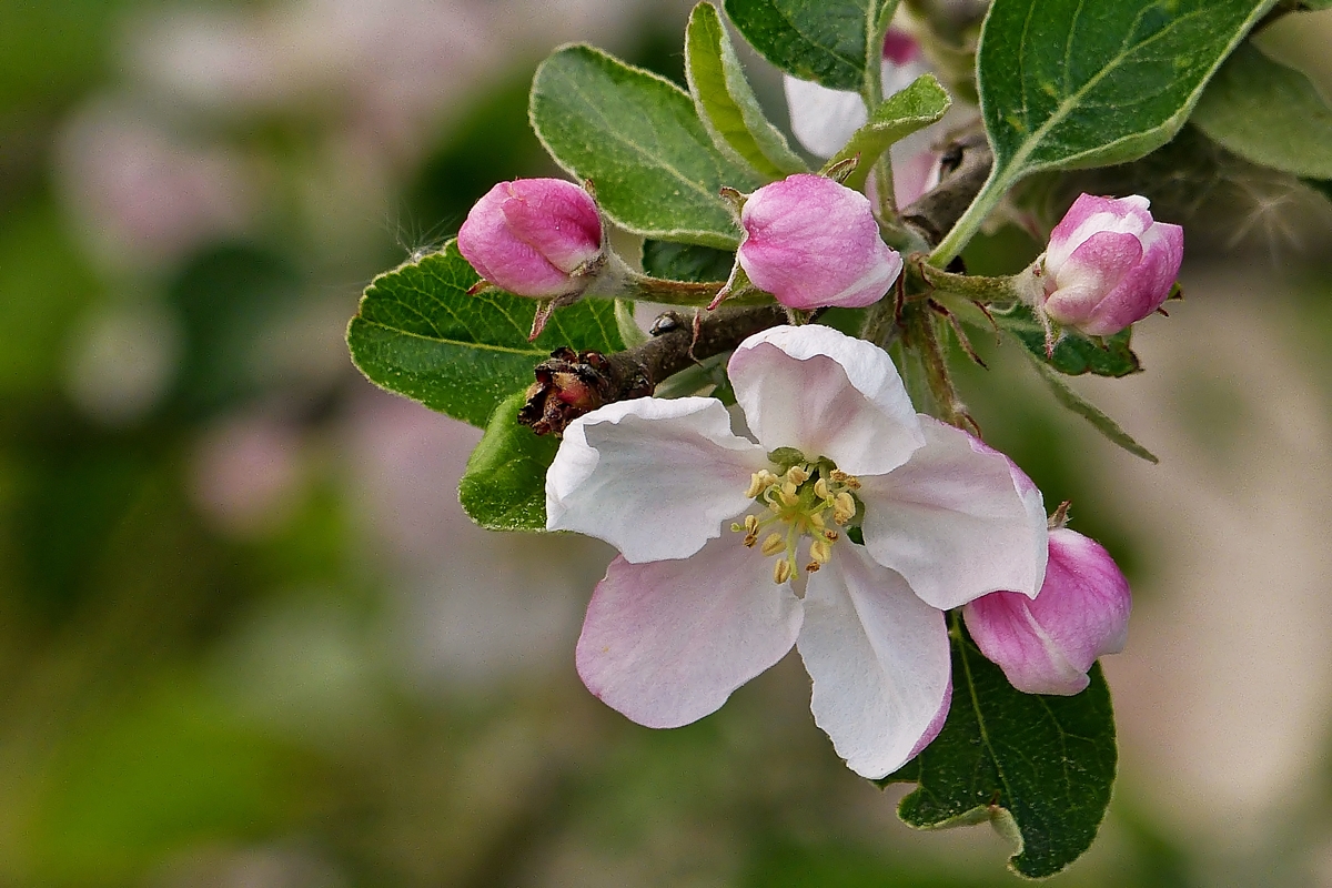 . Apfelbl�te. 26.04.2014 (Jeanny)