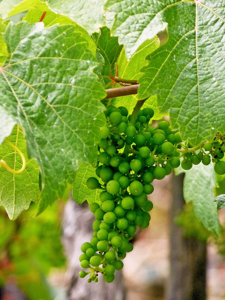 . Das Beste, was das Moseltal zu bieten hat - Der neue Jahrgang w�chst und gedeiht pr�chtig in Winningen. 20.06.2014 (Jeanny)