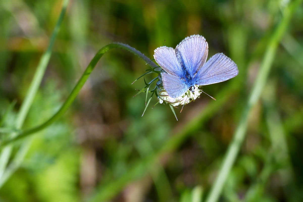 . Das Hauhechel-Bluling Mnnchen besucht eine Weikleeblte. 01.08.2014 (Jeanny)