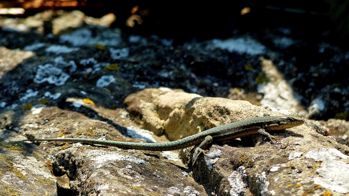 . Den vielleicht letzten Sommertag genie�en. 17.09.2014 (Jeanny)