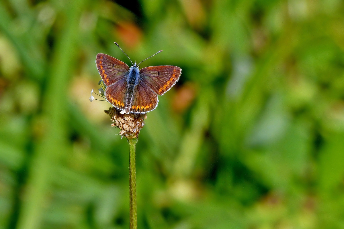 . Ein fl�chtiges Sonnenbad f�r den Gro�en Sonnenr�schen-Bl�uling (Aricia artaxerxes). 17.09.2014 (Jeanny)