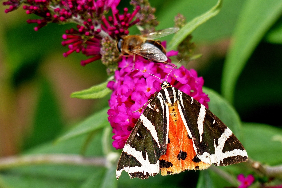 . Ein Russischer B�r oder Spanische Flagge (Euplagia quadripunctaria) besuchte am 08.08.2014 unseren Buddleja Strauch. (Jeanny)