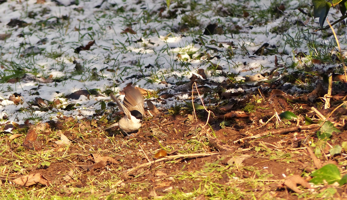 . Eine Sumpfmeise oder Nonnenmeise (Poecile palustris) auf Futtersuche in Goebelsm�hle. 20.01.2015 (Jeanny)