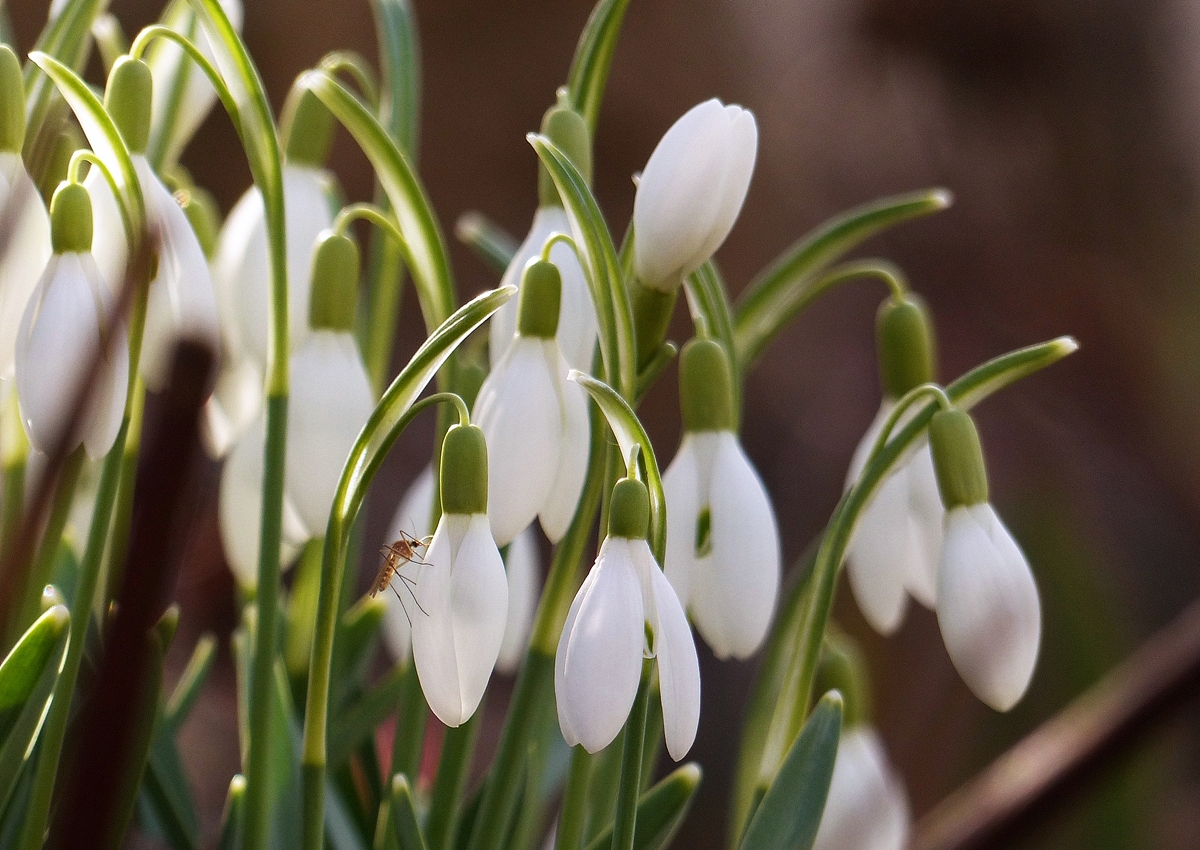 . Fr�hlingserwachen - Kaum zeigen sich die Fr�hlingsboten in unserem Garten, gibt es auch schon die ersten Plagegeister. ;-) 02.03.2017 (Jeanny)