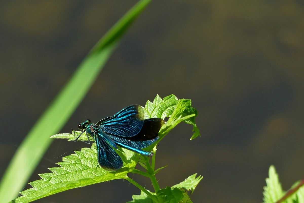 . F�r einen ganz kurzen Augenblick zeigt die Blaufl�gel-Prachtlibelle (Calopteryx virgo) die ganze Pracht ihrer blauen Fl�gel. 16.08.2014 (Jeanny)