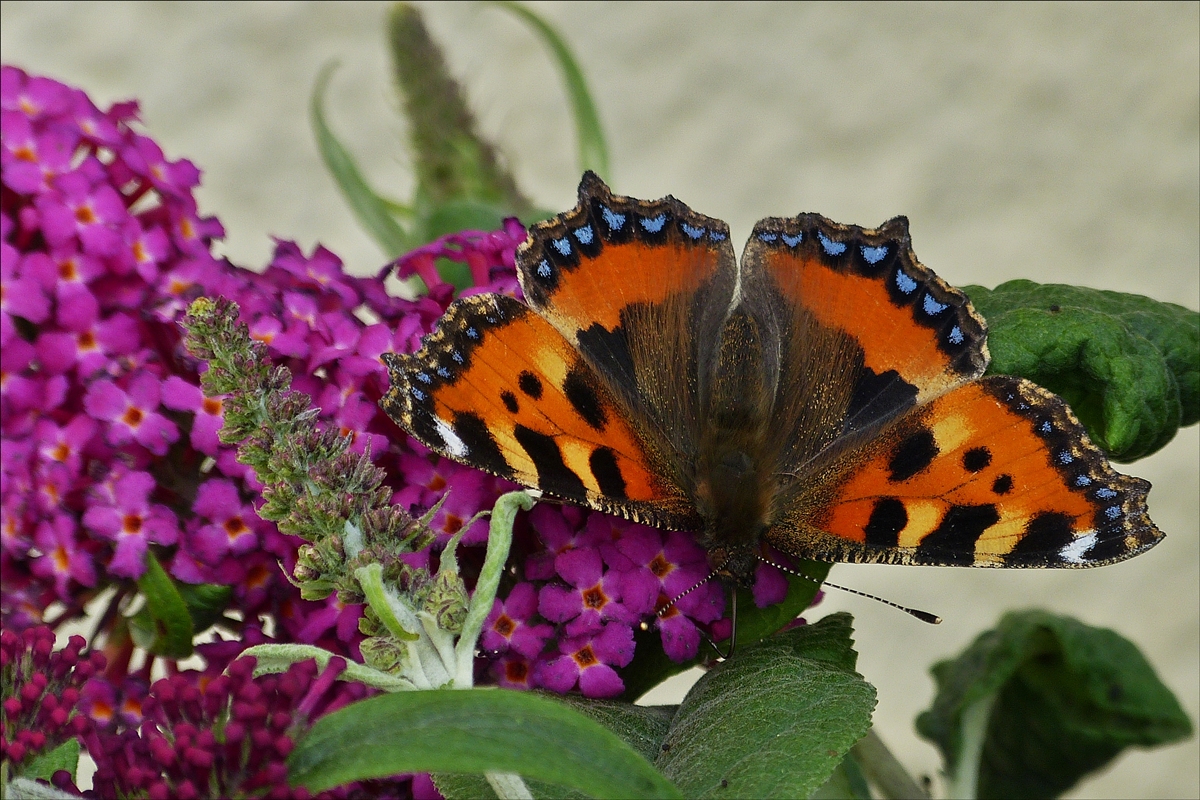 . Kleiner Fuchs zu Besuch auf unserem Schmetterlingsstrauch (Buddleja). 19.08.2016 (Hans)