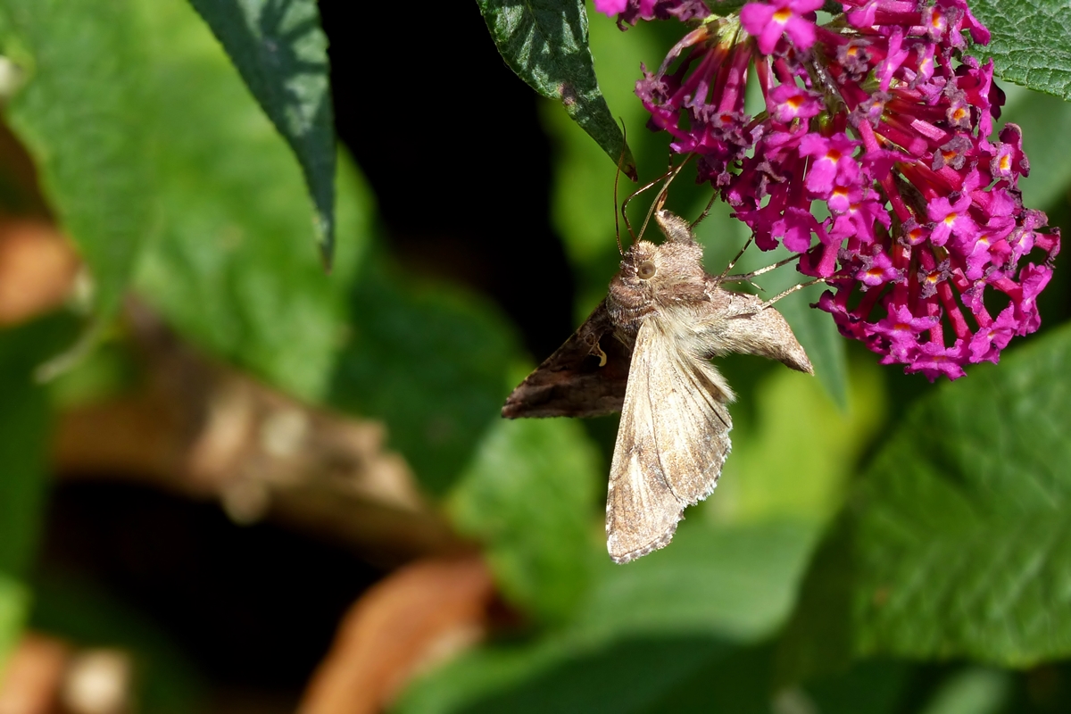 . Kopf�ber am Nektar naschen - Eine Gammaeule (Autographa gamma) bei einem kurzen Besuch am Buddleja Strauch. 16.09.2014 (Jeanny)