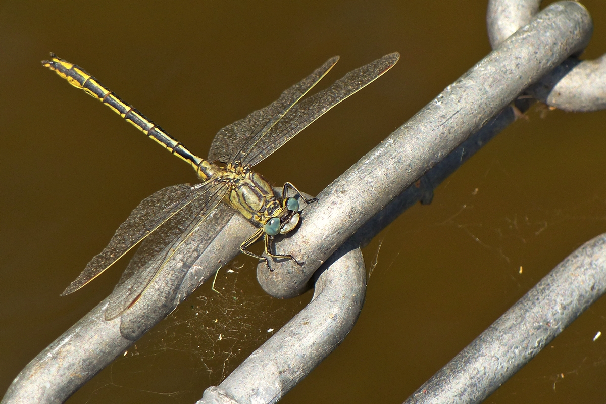 . Kurze Rast f�r die Westliche Keiljungfer (Gomphus pulchellus).  Boulaide, 28.06.2018 (Jeanny)