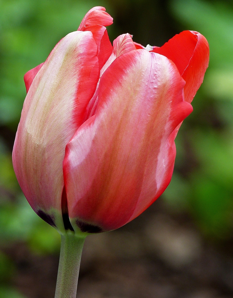 . Nachz�gler. 09.05.2014 (Jeanny)