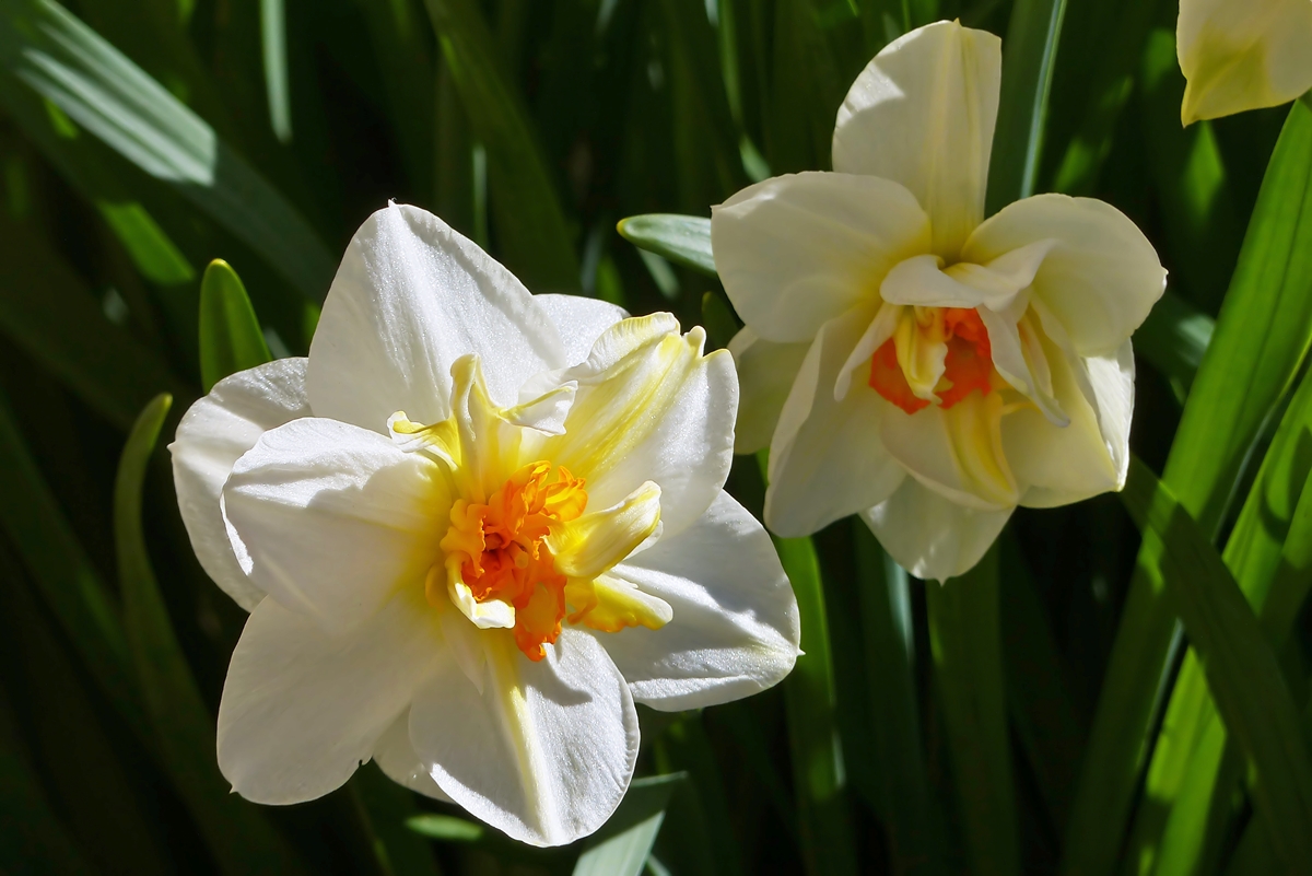 . Narzissen in voller Bl�te. 15.04.2015 (Jeanny)