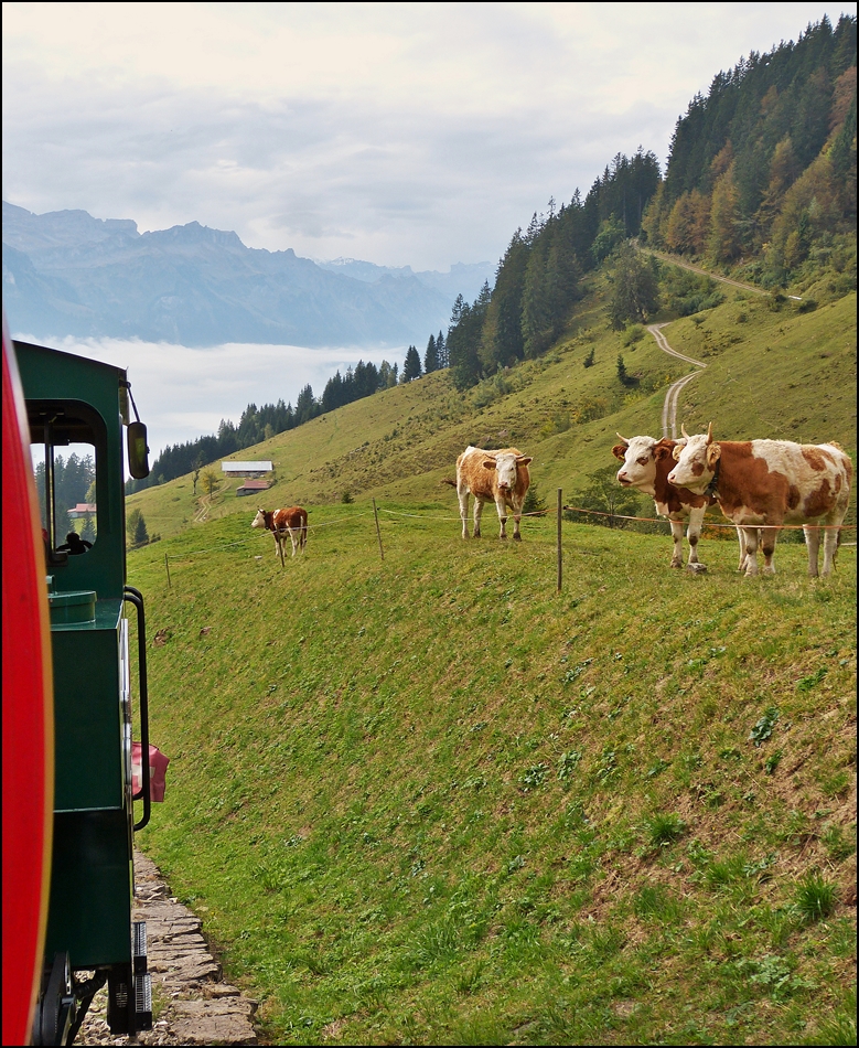 . Ob wohl leckere Kameras im Zug drin sind? - Unterwegs mit der BRB (Brienz Rothorn Bahn) etwas oberhalb von Planalp. 29.09.2013 (Jeanny)